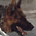 Scena dell�assalto del cane (7)