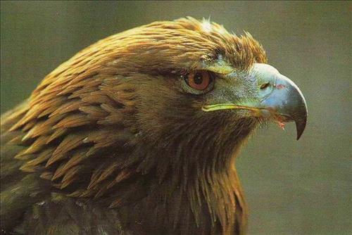 Aquila